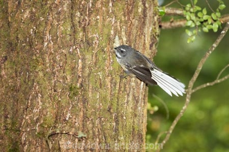 Animal;animals;avian;Beak;bird;bird-watching;bird_watching;birds;eco-tourism;eco_tourism;ecotourism;Fantail;Fauna;Feather;forest;forests;Greenstone-Valley;N.Z.;native-wildlife;Natural;Nature;New-Zealand;New-Zealand-NZ;Ornithology;Rhipidura-fuliginosa;S.I.;SI;South-Is;South-island;tree-trunk;wild;wildlife;Wing