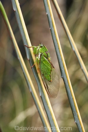 Amphipsalta;bug;bugs;chorus-cicada;cicada;Cicadidae;close-up;close-up-photo;close-up-photography;close_up;close_up-photo;close_up-photography;Hemiptera;insect;insects;Kikihia-subalpina;macro;macro-photography;Sub-Alpine-Green-Cicada;Sub_alpine-Green-Cicada;Subalpine-Green-Cicada;translucent;transparent;wing;wings