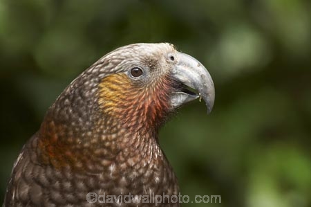 Animal;animals;Avian;beak;beaks;bill;bills;Bird;bird-watching;bird_watching;birds;capital;capitals;eco-tourism;eco_tourism;ecotourism;Fauna;Feather;Kaka;Kakas;Karori-Wildlife-Sanctuary;N.I.;N.Z.;native-bird;native-birds;native-parrot;native-parrots;Natural;Nature;Nestor-meridionalis;New-Zealand;NI;North-Is;North-Island;North-Island-Kaka;North-Island-Kakas;NZ;Ornithology;parrot;parrots;Wellington;wild;Wildlife;Wing