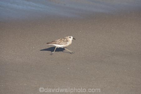 bird;bird-watching;bird_watching;birds;Charadrius-obscurus;Coromandel;Coromandel-Peninsula;eco-tourism;eco_tourism;ecotourism;endangered;Flaxmill-Bay;Maramaratotara-Bay;marine;N.I.;N.Z.;native;natural-history;nature;new-zealand;New-Zealand-Dotterel;NI;North-Is;North-Is.;North-Island;NZ;NZ-Dotterel;rare;threatened;Tuturiwhatu;Tuturiwhatu-Pukenui;Waikato;wildlife;wings