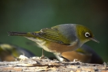 bird;birds;fauna;native;natural;natives;Zosterops-lateralis