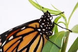 animal;animals;Asclepias;close_up;closeup;Danaus-plexippus;insect;insects;invertebrate;life-cycle;life_cycle;lifecycle;macro;metamorphosis;Milkweed;Monarch-Butterflies;Monarch-Butterfly;orange;Swan-Plant
