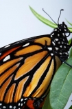 animal;animals;Asclepias;close_up;closeup;Danaus-plexippus;insect;insects;invertebrate;life-cycle;life_cycle;lifecycle;macro;metamorphosis;Milkweed;Monarch-Butterflies;Monarch-Butterfly;orange;Swan-Plant