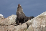Arctocephalus-forsteri;coast;coastal;coastline;external-ears;fur;Fur-Seal;kaikoura;Kaikoura-Coast;mammal;mammals;marine;Marlborough;N.Z.;native;natural-history;nature;New-Zealand;New-Zealand-Fur-Seal;NZ;NZ-Fur-Seal;ocean;pointy-nose;S.I.;sea;seal;seals;SI;snout;South-Is.;South-Island;water;whiskers;wildife