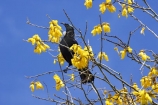 beak;bird;bird-watching;birds;birdwatching;bloom;blooming;blooms;branch;feathers;flower;flowers;icon;icons;kowhai;kowhai-flower;kowhai-flowers;kowhai-tree;kowhai-trees;N.I.;N.Z.;native;nature;nectar-feeder;New-Zealand;NI;north-is.;north-island;NZ;ornithological;ornithology;orthnological;orthnology;Prosthemadera-novaeseelandiae;renew;season;seasonal;seasons;Sophora-sp;spring;springtime;symbol;symbols;Taupo;tree;tui;tuis;yellow