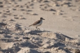 bird;bird-watching;bird_watching;birds;Charadrius-obscurus;Coromandel;Coromandel-Peninsula;eco-tourism;eco_tourism;ecotourism;endangered;Flaxmill-Bay;Maramaratotara-Bay;marine;N.I.;N.Z.;native;natural-history;nature;new-zealand;New-Zealand-Dotterel;NI;North-Is;North-Is.;North-Island;NZ;NZ-Dotterel;rare;threatened;Tuturiwhatu;Tuturiwhatu-Pukenui;Waikato;wildlife;wings