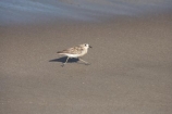 bird;bird-watching;bird_watching;birds;Charadrius-obscurus;Coromandel;Coromandel-Peninsula;eco-tourism;eco_tourism;ecotourism;endangered;Flaxmill-Bay;Maramaratotara-Bay;marine;N.I.;N.Z.;native;natural-history;nature;new-zealand;New-Zealand-Dotterel;NI;North-Is;North-Is.;North-Island;NZ;NZ-Dotterel;rare;threatened;Tuturiwhatu;Tuturiwhatu-Pukenui;Waikato;wildlife;wings