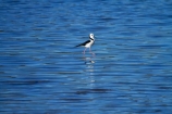 bird;bird-watching;bird_watching;birds;calm;coastal;Dunedin;eco-tourism;eco_tourism;ecotourism;Himantopus-himantopus;Hoopers-Inlet;marine;N.Z.;native;natural-history;nature;New-Zealand;NZ;ocean;Otago;Otago-Peninsula;Pied-Stilt;placid;Poaka;quiet;reflection;reflections;S.I.;sea;serene;SI;smooth;South-Is;South-Island;Sth-Is;still;stilt;stilts;tranquil;wader;waders;water;wildlife