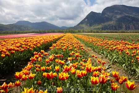 Agassiz;B.C.;BC;Bear-Mountain;bloom;blooming;blooms;British-Columbia;Canada;Canadian;color;colorful;colors;colour;colourful;colours;country;countryside;cultivation;farm;farming;farmland;farms;field;fields;flora;floral;flower;flower-farm;flower-farming;flower-farms;flowers;Fraser-Valley;fresh;garden;grow;growing;growth;horticulture;la-Colombie_Britannique;North-America;orange;paddock;paddocks;renew;rural;Seabird-Island;season;seasonal;seasons;spring;springtime;tulip;tulip-bulb-growing;tulip-farm;tulip-farming;tulip-farms;tulip-field;Tulip-Fields;Tulipa-sp.;tulips;Tulips-of-the-Valley