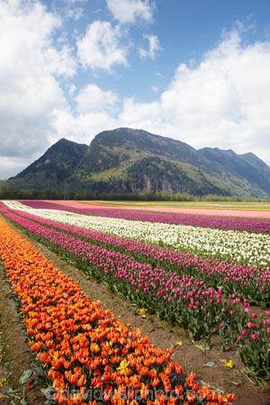 Agassiz;B.C.;BC;Bear-Mountain;bloom;blooming;blooms;British-Columbia;Canada;Canadian;color;colorful;colors;colour;colourful;colours;country;countryside;cultivation;farm;farming;farmland;farms;field;fields;flora;floral;flower;flower-farm;flower-farming;flower-farms;flowers;Fraser-Valley;fresh;garden;grow;growing;growth;horticulture;la-Colombie_Britannique;North-America;orange;paddock;paddocks;renew;rural;Seabird-Island;season;seasonal;seasons;spring;springtime;tulip;tulip-bulb-growing;tulip-farm;tulip-farming;tulip-farms;tulip-field;Tulip-Fields;Tulipa-sp.;tulips;Tulips-of-the-Valley;white