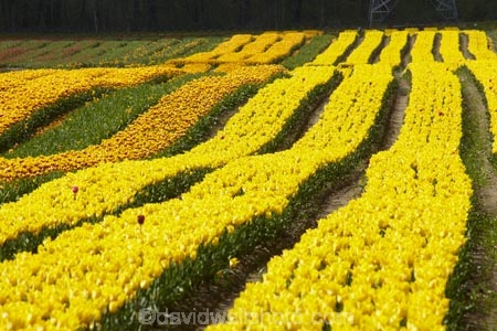 Agassiz;B.C.;BC;bloom;blooming;blooms;British-Columbia;Canada;Canadian;color;colorful;colors;colour;colourful;colours;country;countryside;cultivation;farm;farming;farmland;farms;field;fields;flora;floral;flower;flower-farm;flower-farming;flower-farms;flowers;Fraser-Valley;fresh;garden;grow;growing;growth;horticulture;la-Colombie_Britannique;North-America;paddock;paddocks;renew;rural;Seabird-Island;season;seasonal;seasons;spring;springtime;tulip;tulip-bulb-growing;tulip-farm;tulip-farming;tulip-farms;tulip-field;Tulip-Fields;Tulipa-sp.;tulips;Tulips-of-the-Valley;yellow