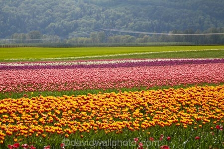 Agassiz;B.C.;BC;bloom;blooming;blooms;British-Columbia;Canada;Canadian;color;colorful;colors;colour;colourful;colours;country;countryside;cultivation;farm;farming;farmland;farms;field;fields;flora;floral;flower;flower-farm;flower-farming;flower-farms;flowers;Fraser-Valley;fresh;garden;grow;growing;growth;horticulture;la-Colombie_Britannique;North-America;orange;paddock;paddocks;pink;renew;rural;Seabird-Island;season;seasonal;seasons;spring;springtime;tulip;tulip-bulb-growing;tulip-farm;tulip-farming;tulip-farms;tulip-field;Tulip-Fields;Tulipa-sp.;tulips;Tulips-of-the-Valley