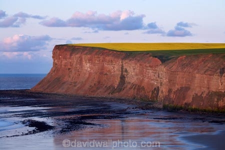 beach;beaches;bluff;bluffs;Britain;British-Isles;cliff;cliffs;coast;coastal;coastline;crop;crops;England;English;Europe;G.B.;GB;Great-Britain;N.E.-England;NE-England;North-East-England;North-Yorkshire;ocean;oceans;rape-field;rape-fields;rapeseed;rapeseed-field;rapeseed-fields;rapeseeds;Saltburn;Saltburn-by-the-Sea;Saltburn_by_the_Sea;sand;sandy;sea;seas;shore;shoreline;steep;U.K.;UK;United-Kingdom;yellow;yellow-field;yellow-fields;Yorkshire