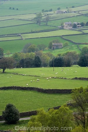 agricultural;agriculture;Britain;British-Isles;country;countryside;dry-stone-wall;dry-stone-walls;dry_stone-wall;dry_stone-walls;drystone-wall;drystone-walls;England;English-countryside;Europe;farm;farming;farmland;farms;Fellbeck;fence;fence-line;fence-lines;fence_line;fence_lines;fenceline;fencelines;fences;field;fields;G.B.;GB;grass;Great-Britain;green;heritage;historic;meadow;meadows;North-Yorkshire;Northern-England;paddock;paddocks;pasture;pastures;Pateley-Bridge;rock-wall;rock-walls;rural;stone-fence;stone-fences;stone-wall;stone-walling;stone-wallings;stone-walls;tradition;traditional;U.K.;UK;United-Kingdom;Yorkshire;Yorkshire-countryside;Yorkshire-Dales;Yorkshire-Farm;Yorkshire-Farmland;Yorkshire-Farmlands;Yorkshire-Farms