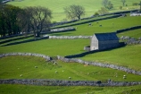 agricultural;agriculture;Britain;British-Isles;country;countryside;dry-stone-wall;dry-stone-walls;dry_stone-wall;dry_stone-walls;drystone-wall;drystone-walls;England;English-countryside;Europe;farm;Farm-Building;Farm-Buildings;Farm-Shed;Farm-Sheds;farming;farmland;farms;fence;fence-line;fence-lines;fence_line;fence_lines;fenceline;fencelines;fences;field;fields;G.B.;GB;grass;Great-Britain;green;heritage;historic;livestock;Malham;meadow;meadows;North-Yorkshire;Northern-England;paddock;paddocks;pasture;pastures;rock-wall;rock-walls;rural;Shearing-Shed;Shearing-Sheds;sheep;Sheep-Shed;Sheep-Sheds;stock;stone-building;stone-buildings;stone-farm-building;stone-farm-buildings;stone-fence;stone-fences;stone-wall;stone-walling;stone-wallings;stone-walls;tradition;traditional;U.K.;UK;United-Kingdom;Wool-Shed;Wool-Sheds;woolshed;woolsheds;Yorkshire;Yorkshire-countryside;Yorkshire-Dales;Yorkshire-Dales-National-Park;Yorkshire-Farm;Yorkshire-Farmland;Yorkshire-Farmlands;Yorkshire-Farms