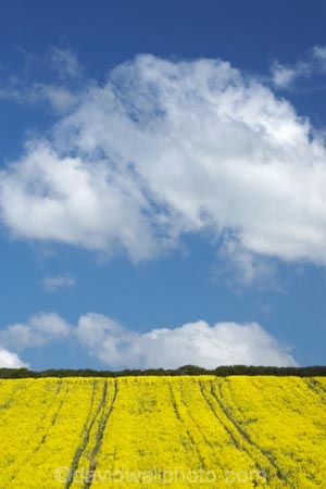 agricultural;agriculture;britain;chickerell;country;countryside;crop;crops;dorset;england;English-countryside;farm;farming;farmland;farms;field;fields;G.B.;GB;great-britain;horticulture;kingdom;meadow;meadows;near;o8l4885;paddock;paddocks;pasture;pastures;plant;plants;rape-field;rape-fields;rapeseed;Rapeseed-Field;rapeseed-fields;rapeseeds;rural;U.K.;uk;united;united-kingdom;weymouth;yellow;yellow-field;yellow-fields