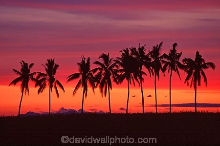 calm;calmness;coconut-palm;coconut-palms;coconut-tree;coconut-trees;cocos-nucifera;dusk;heavenly;holiday;holidays;horizon;horizons;idyllic;island;islands;leisure;melanesia;outdoor;outdoors;outside;pacific;palm;palm-tree;palm-trees;palms;paradise;peaceful;plant;plants;quiet;relax;relaxation;relaxing;rest;restful;scenic;scenics;serene;silence;sky;still;summer;summertime;sunset;sunsets;tranquil;travel;travels;tree;trees;tropical;vacation;vacations;vegetation;viti-levu;world-locations;world-travel