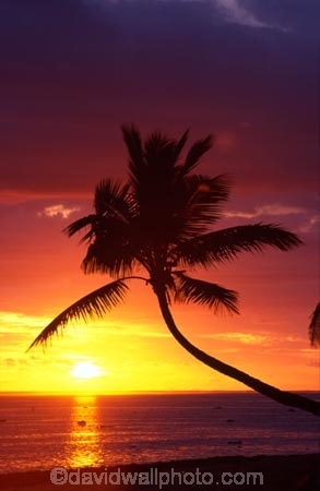 coconut-palm;coconut-palms;coconut-tree;coconut-trees;cocos-nucifera;heavenly;holiday;holidays;horizon;horizons;idyllic;island;islands;leisure;melanesia;outdoor;outdoors;outside;pacific;palm;palm-tree;palms;palm-trees;paradise;plant;plants;scenic;scenics;summer;summertime;travel;travels;tree;trees;tropical;vacation;vacations;vegetation;viti-levu;world-locations;world-travel;relax;relaxing;serene;peaceful;quiet;restful;rest;calm;tranquil;still;calmness;relaxation;silence;sunset;sunsets;dusk;sky;orange;serene;relax;relaxation;ocean;oceans;pacific;horizon