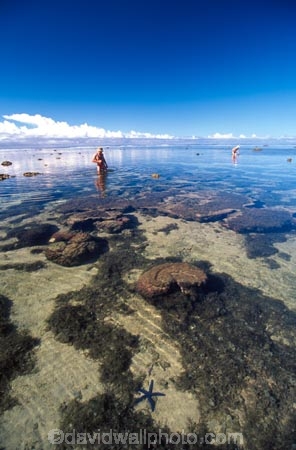 heavenly;holiday;holidays;horizon;horizons;idyllic;island;islands;leisure;melanesia;ocean;outdoor;outdoors;outside;pacific;distant;distance;person;people;starfish;coral;blue-star;transparent