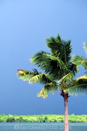 coconut-palm;coconut-palms;coconut-tree;coconut-trees;cocos-nucifera;heavenly;holiday;holidays;idyllic;island;islands;leisure;melanesia;ocean;outdoor;outdoors;outside;pacific;palm;palm-tree;palms;palm-trees;paradise;plant;plants;scenic;scenics;sea;shadow;shadows;summer;summertime;travel;travels;tree;trees;tropical;vacation;vacations;vegetation;viti-levu;water;world-locations;world-travel;relax;relaxing;serene;peaceful;quiet;restful;rest;calm;tranquil;still