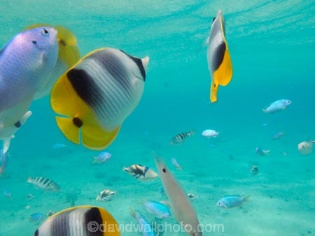 aqua;aquamarine;blue;butterflyfish;Chaetodon-ulietensis;Chaetodontidae;clean-water;clear-water;coast;coastal;coasts;cobalt-blue;cobalt-ultramarine;cobaltultramarine;coral-reef;coral-reefs;diving;Double-Saddle-Butterfly-fish;Double-Saddle-Butterflyfish;Doublesaddle-Butterfly-fish;Doublesaddle-Butterflyfish;False-Falcula-Butterfly-fish;False-Falcula-Butterflyfish;False-Furcula-Butterflyfish;Fij;Fiji;Fiji-Islands;fish;fishes;island;islands;Malolo-Lailai-Is;Malolo-Lailai-Island;Malololailai-Is;Malololailai-Island;Mamanuca-Group;Mamanuca-Is;Mamanuca-Island-Group;Mamanuca-Islands;Mamanucas;marine;marine-life;marinelife;ocean;oceanlife;Pacific;Pacific-Double_saddle-Butterflyfish;Pacific-Island;Pacific-Islands;Plantation-Is;Plantation-Is-Resort;Plantation-Island;Plantation-Island-Resort;reef;reefs;Saddled-Butterfly-fish;Saddled-Butterflyfish;sea;sealife;snorkelling;South-Pacific;teal-blue;tropical-fish;tropical-island;tropical-islands;tropical-reef;tropical-reefs;turquoise;under-water;under_water;undersea;underwater;underwater-photo;underwater-photography;underwater-photos;water