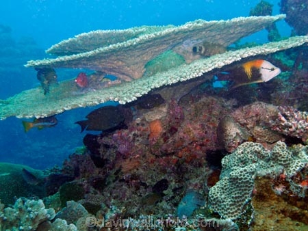 coral;corals;diving;Epibulus-insidiator;Fij;Fiji-Islands;fish;fishes;island;islands;Mamanuca-Is;Mamanuca-Islands;Mamanucas;Mana-Is;Mana-Island;marine;marine-life;marinelife;Mulloidichthys-vanicolensis;North-Reef;oceanlife;Pacific;scuba;scuba-diving;sealife;Sling_jaw-wrasse;Slingjaw-wrasse;South-Pacific;table-coral;Telescope-fish;Telescopefish;tropical-fish;under-water;under_water;undersea;underwater;underwater-photo;underwater-photography;underwater-photos;wrasse