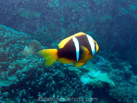 Amphiprion-clarkii;brain-coral;Clarks-anemonefish;Clarks-anemonefish;coast;coastal;coasts;coral;coral-reef;coral-reefs;corals;diving;Fij;Fiji;Fiji-Islands;fish;fishes;island;islands;Mamanuca-Group;Mamanuca-Is;Mamanuca-Island-Group;Mamanuca-Islands;Mamanucas;Mana-Is;Mana-Island;marine;marine-environment;marine-life;marinelife;North-Reef;ocean;oceanlife;Pacific;Pacific-Island;Pacific-Islands;reef;reefs;scuba;scuba-diving;sea;sealife;South-Pacific;tropical-fish;tropical-island;tropical-islands;tropical-reef;tropical-reefs;under-water;under_water;undersea;underwater;underwater-photo;underwater-photography;underwater-photos;water