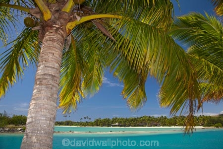 aqua;aquamarine;blue;clean-water;clear-water;coast;cobalt-blue;cobalt-ultramarine;cobaltultramarine;Fij;Fiji;Fiji-Islands;holiday;holiday-accommodation;holiday-resort;holiday-resorts;holidays;island;islands;lagoon;lagoons;Malolo-Lailai-Is;Malolo-Lailai-Island;Mamanuca-Group;Mamanuca-Is;Mamanuca-Island-Group;Mamanuca-Islands;Mamanucas;Musket-Cove-Island-Resort;Musket-Cove-Resort;Pacific;Pacific-Island;Pacific-Islands;palm;palm-frond;palm-fronds;palm-tree;palm-trees;palms;Ratu-Nemani-Island;resort;resort-hotel;resort-hotels;resorts;South-Pacific;teal-blue;tropical-island;tropical-islands;turquoise;vacation;vacations