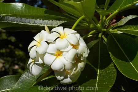 Fij;Fiji-Islands;flower;flowers;Frangipani;Frangipani-flower;Frangipani-flowers;island;islands;Nadi;Pacific;Plumeria;South-Pacific;tropical-flower;tropical-flowers;Viti-levu