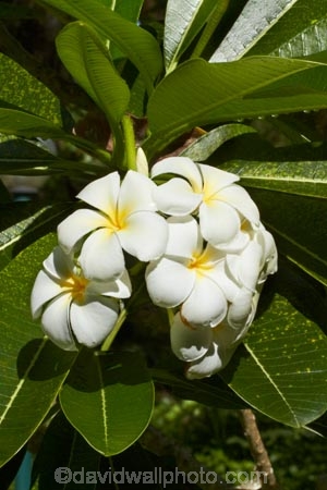 Fij;Fiji-Islands;flower;flowers;Frangipani;Frangipani-flower;Frangipani-flowers;island;islands;Nadi;Pacific;Plumeria;South-Pacific;tropical-flower;tropical-flowers;Viti-levu
