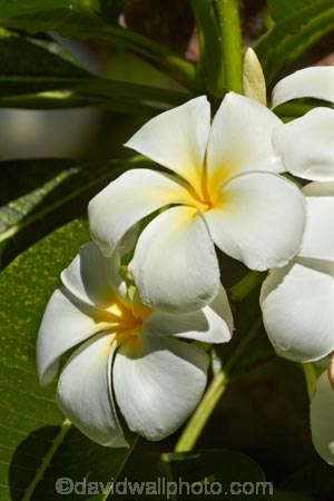 Fij;Fiji-Islands;flower;flowers;Frangipani;Frangipani-flower;Frangipani-flowers;island;islands;Nadi;Pacific;Plumeria;South-Pacific;tropical-flower;tropical-flowers;Viti-levu