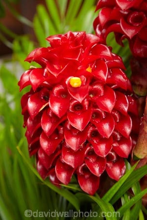 Coral-Coast;Crusoes-Resort;Crusoes-Retreat;Crusoes-Resort;Crusoes-Retreat;Fij;Fiji-Islands;flower;flowers;island;islands;Pacific;plant;plants;South-Pacific;tropical-flower;tropical-flowers;tropical-plant;tropical-plants;Viti-Levu;Viti-Levu-Is;Viti-Levu-Island