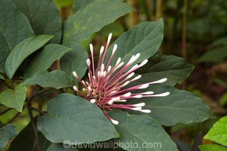 Coral-Coast;Crusoes-Resort;Crusoes-Retreat;Crusoes-Resort;Crusoes-Retreat;Fij;Fiji-Islands;flower;flowers;island;islands;Pacific;plant;plants;South-Pacific;tropical-flower;tropical-flowers;tropical-plant;tropical-plants;Viti-Levu;Viti-Levu-Is;Viti-Levu-Island