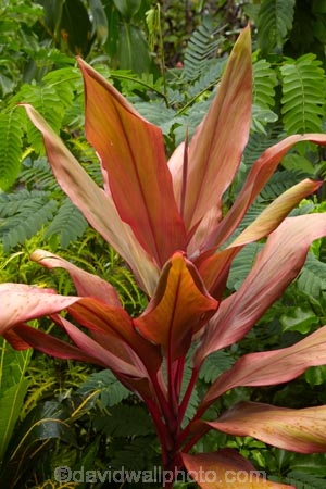 Coral-Coast;Crusoes-Resort;Crusoes-Retreat;Crusoes-Resort;Crusoes-Retreat;Fij;Fiji-Islands;island;islands;leaf;leaves;Pacific;plant;plants;South-Pacific;tropical-plant;tropical-plants;Viti-Levu;Viti-Levu-Is;Viti-Levu-Island