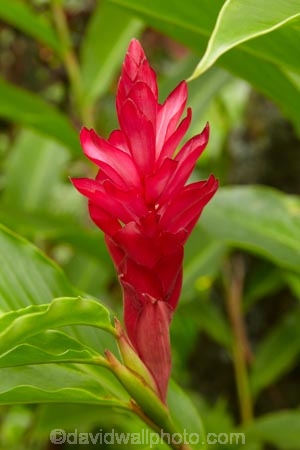 Alpinia-purpurata;Coral-Coast;Crusoes-Resort;Crusoes-Retreat;Crusoes-Resort;Crusoes-Retreat;Fij;Fiji-Islands;flower;flowers;island;islands;Ostrich-Plume;Pacific;Pink-Cone-Ginger;Red-Ginger-Flower;South-Pacific;tropical-flower;tropical-flowers;Viti-Levu;Viti-Levu-Is;Viti-Levu-Island