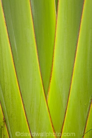 Coral-Coast;Fij;Fiji;Fiji-Islands;frond;fronds;green;Pacific;palm;palm-frond;palm-fronds;palm-tree;palm-trees;palms;pattern;patterns;South-Pacific;Viti-Levu