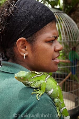 Brachylophus-vitiensis;Coral-Coast;Crested-Iguana;Crested-Iguanas;critically-endangered;endangered;female;Fij;Fiji-Islands;Fijian;Fijian-Crested-Iguana;Fijian-Crested-Iguanas;Fijian-Iguana;Fijian-Iguanas;guide;guides;Iguana;Iguanas;Korotogo;Kula-Eco-Park;Kula-Ecopark;lizard;lizards;Pacific;ranger;rangers;reptile;reptiles;Sigatoka;South-Pacific;tourist-attraction;tourist-attractions;Viti-Levu;Viti-Levu-Island;vokai;woman