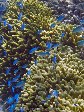 Blue-Damselfish;Blue-Damselfishes;Coral-Coast;coral-reef;coral-reefs;Damselfish;Damselfishes;diving;Fij;Fiji-Islands;fish;Korotogo;marine;marine-environment;marine-life;marinelife;oceanlife;Outrigger-on-the-Lagoon;Pacific;Pacific-Ocean;reef;reefs;scuba-diving;sealife;Sigatoka;South-Pacific;tropical-fish;tropical-fishes;tropical-reef;tropical-reefs;under-water;under_water;undersea;underwater;underwater-photo;underwater-photography;underwater-photos;Viti-Levu;Viti-Levu-Island