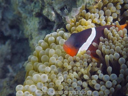 Amphiprion-frenatus;Amphiprion-melanopus;anemone;anemone-fish;Anemonefish;Anemonefishes;black-anemonefish;bridled-clownfish;bubble-anemone;bubble-tip-anemone;bubble_tip-anemone;bulb-anemone;Cinnamon-clownfish;Clownfish;Clownfishes;Coral-Coast;coral-reef;coral-reefs;diving;Entacmaea-quadricolor;Fij;Fiji-Islands;fire-clownfish;fish;Korotogo;marine;marine-environment;marine-life;marinelife;oceanlife;Outrigger-on-the-Lagoon;Pacific;Pacific-Ocean;red-and-black-anemonefish;red-clownfish;reef;reefs;scuba-diving;sealife;Sigatoka;South-Pacific;tomato-anemonefish;tomato-clownfish;tropical-fish;tropical-fishes;tropical-reef;tropical-reefs;under-water;under_water;undersea;underwater;underwater-photo;underwater-photography;underwater-photos;Viti-Levu;Viti-Levu-Island
