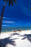 beach;beaches;coast;coastline;coconut-palm;coconut-palms;coconut-tree;coconut-trees;cocos-nucifera;heavenly;holiday;holidays;horizon;horizons;idyllic;island;islands;leisure;melanesia;ocean;outdoor;outdoors;outside;pacific;palm;palm-tree;palms;palm-trees;paradise;plant;plants;sand;sandy;scenic;scenics;sea;shadow;shadows;shore;shores;shoreline;summer;summertime;travel;travels;tree;trees;tropical;vacation;vacations;vegetation;viti-levu;water;world-locations;world-travel;horse;rider;ride;relax;relaxing;serene;peaceful;quiet;restful;rest;calm;tranquil;still