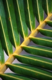 Close-up;Close_up;Color;Colour;Detail;Details;Green;Horizontal;Vertical;Leaf;Leaves;Nature;natural;Palm;Palm-tree;Palm-trees;Palms;Plant;Plants;Texture;Textures;angle;angles;stalk;stem