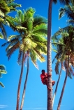 coconut-palm;coconut-palms;coconut-tree;coconut-trees;cocos-nucifera;island;islands;melanesia;outdoor;outdoors;outside;palm;palm;climb;climbing;climber;man;person