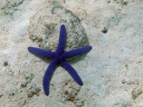 blue-sea-star;coast;coastal;coasts;coral-reef;coral-reefs;diving;Fij;Fiji;Fiji-Islands;island;islands;Linckia-laevigata;Malolo-Lailai-Is;Malolo-Lailai-Island;Malololailai-Is;Malololailai-Island;Mamanuca-Group;Mamanuca-Is;Mamanuca-Island-Group;Mamanuca-Islands;Mamanucas;marine;marine-life;marinelife;ocean;oceanlife;Pacific;Pacific-Island;Pacific-Islands;Plantation-Is;Plantation-Is-Resort;Plantation-Island;Plantation-Island-Resort;reef;reefs;sea;sea-star;sealife;snorkelling;South-Pacific;Star-fish;Starfish;tropical-island;tropical-islands;tropical-reef;tropical-reefs;under-water;under_water;undersea;underwater;underwater-photo;underwater-photography;underwater-photos;water
