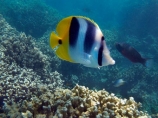 butterflyfish;Chaetodon-ulietensis;Chaetodontidae;coast;coastal;coasts;coral-reef;coral-reefs;corals;diving;Double-Saddle-Butterfly-fish;Double-Saddle-Butterflyfish;Doublesaddle-Butterfly-fish;Doublesaddle-Butterflyfish;False-Falcula-Butterfly-fish;False-Falcula-Butterflyfish;False-Furcula-Butterflyfish;Fij;Fiji;Fiji-Islands;fish;fishes;island;islands;Malolo-Lailai-Is;Malolo-Lailai-Island;Malololailai-Is;Malololailai-Island;Mamanuca-Group;Mamanuca-Is;Mamanuca-Island-Group;Mamanuca-Islands;Mamanucas;marine;marine-life;marinelife;ocean;oceanlife;Pacific;Pacific-Double_saddle-Butterflyfish;Pacific-Island;Pacific-Islands;Plantation-Is;Plantation-Is-Resort;Plantation-Island;Plantation-Island-Resort;reef;reefs;Saddled-Butterfly-fish;Saddled-Butterflyfish;sea;sealife;snorkelling;South-Pacific;tropical-fish;tropical-island;tropical-islands;tropical-reef;tropical-reefs;under-water;under_water;undersea;underwater;underwater-photo;underwater-photography;underwater-photos;water