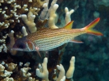 Clearfin-squirrelfish;coast;coastal;coasts;coral;coral-reef;coral-reefs;corals;diving;Fij;Fiji;Fiji-Islands;fish;fishes;island;islands;Malolo-Lailai-Is;Malolo-Lailai-Island;Malololailai-Is;Malololailai-Island;Mamanuca-Group;Mamanuca-Is;Mamanuca-Island-Group;Mamanuca-Islands;Mamanucas;marine;marine-environment;marine-life;marinelife;Neoniphon-argenteus;ocean;oceanlife;Pacific;Pacific-Island;Pacific-Islands;Plantation-Is;Plantation-Is-Resort;Plantation-Island;Plantation-Island-Resort;reef;reefs;sea;sealife;Silver-squirrelfish;smooth-squirrelfish;snorkelling;South-Pacific;squirrelfish;tropical-fish;tropical-island;tropical-islands;tropical-reef;tropical-reefs;under-water;under_water;undersea;underwater;underwater-photo;underwater-photography;underwater-photos;water