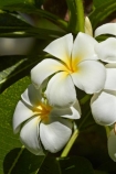 Fij;Fiji-Islands;flower;flowers;Frangipani;Frangipani-flower;Frangipani-flowers;island;islands;Nadi;Pacific;Plumeria;South-Pacific;tropical-flower;tropical-flowers;Viti-levu