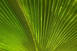 Fij;Fiji-Islands;frond;fronds;green;island;islands;Nadi;Pacific;palm-frond;palm-fronds;pattern;patterns;South-Pacific;Viti-levu