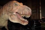 animatronic-models;britain;Cromwell-Rd;Cromwell-Road;Dinosaur;dinosaur-display;dinosaur-displays;dinosaur-exhibit;dinosaur-exhibits;Dinosaur-model;Dinosaur-models;Dinosaurs;england;Europe;G.B.;GB;giant-animatronic-model;great-britain;kingdom;london;model;models;museum;museums;Natural-History-Museum;people;person;SW7;T.-Rex;T.-Rex-display;T.Rex;T.Rex-display;The-Natural-History-Museum;Tyrannosaurus;Tyrannosaurus-model;Tyrannosaurus-rex;Tyrannosaurus-rex-model;U.K.;uk;united;United-Kingdom