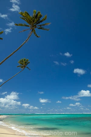 aquamarine;beach;beaches;blue;clean-water;clear-water;cobalt-blue;cobalt-ultramarine;cobaltultramarine;coconut-palm;coconut-palms;Cook-Is;Cook-Islands;ocean;Pacific;Pacific-Ocean;palm;palm-tree;palm-trees;palms;paradise;Rarotonga;sea;South-Pacific;tropcial-water;tropical;tropical-beach;tropical-island;tropical-islands;tropical-palm-tree;turquoise