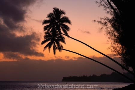 beach;beaches;coconut-palm;coconut-palms;Cook-Is;Cook-Islands;dusk;evening;night;night_time;nightfall;ocean;orange;Pacific;Pacific-Ocean;palm;palm-tree;palm-trees;palms;paradise;Rarotonga;sea;simple;South-Pacific;sunset;sunsets;tropical;tropical-island;tropical-islands;tropical-palm-tree;twilight